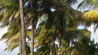 Miami Beach